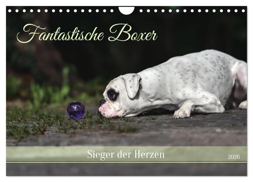 Fantastische Boxer - Sieger der Herzen (Wandkalender 2026 DIN A4 quer) CALVENDO Monatskalender