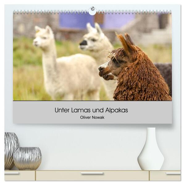Unter Lamas und Alpakas (hochwertiger Premium Wandkalender 2026 DIN A2 quer) Kunstdruck in Hochglanz