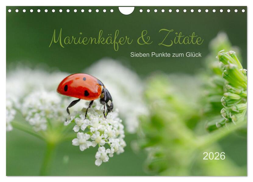 Marienkäfer & Zitate - Sieben Punkte zum Glück (Wandkalender 2026 DIN A4 quer) CALVENDO Monatskalender