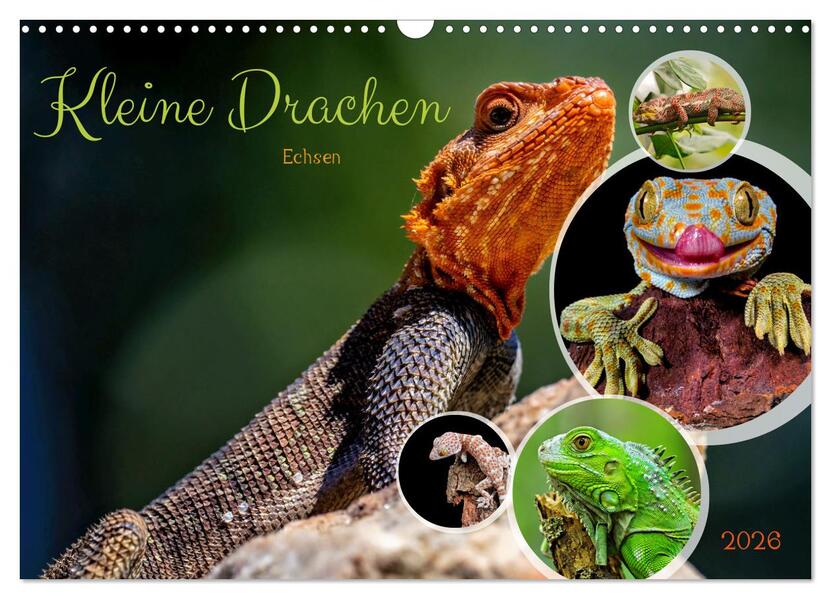 Kleine Drachen - Echsen (Wandkalender 2026 DIN A3 quer) CALVENDO Monatskalender