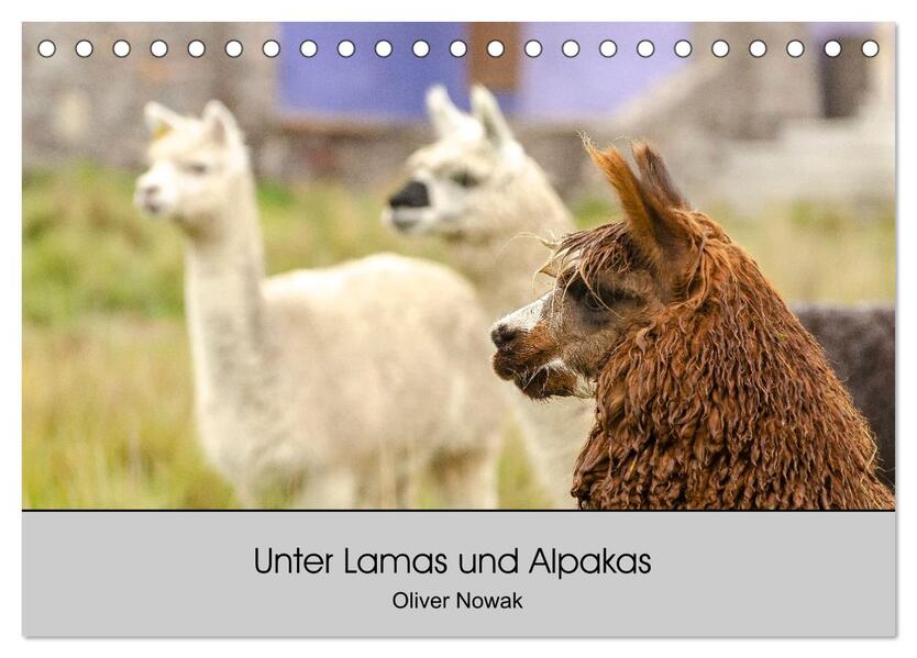 Unter Lamas und Alpakas (Tischkalender 2026 DIN A5 quer) CALVENDO Monatskalender