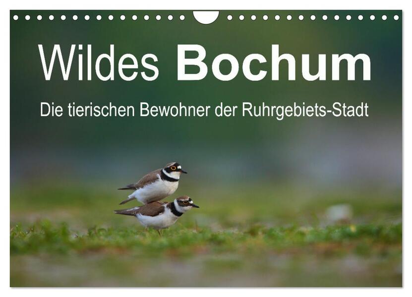 Wildes Bochum (Wandkalender 2026 DIN A4 quer) CALVENDO Monatskalender