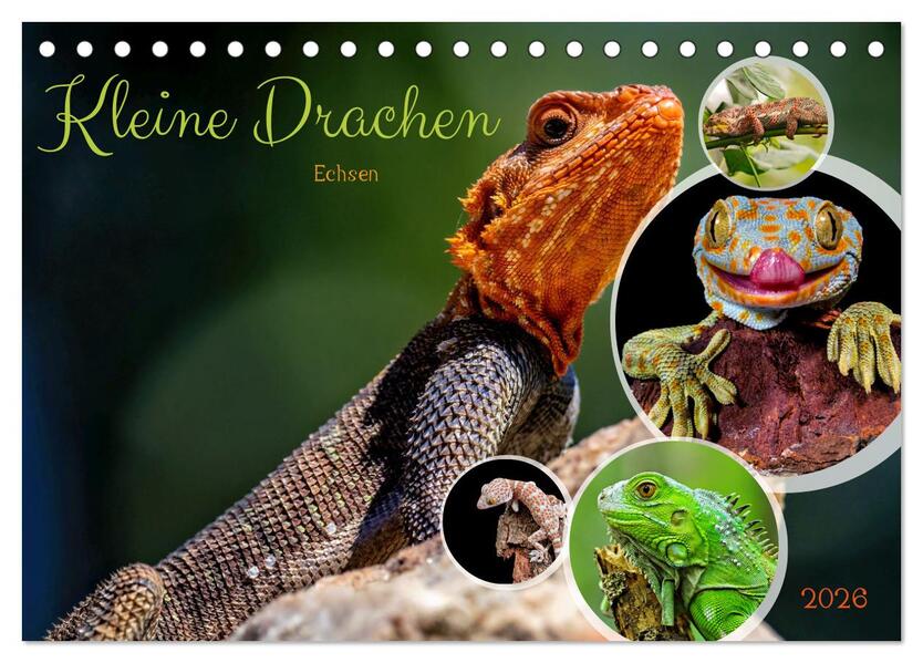 Kleine Drachen - Echsen (Tischkalender 2026 DIN A5 quer) CALVENDO Monatskalender