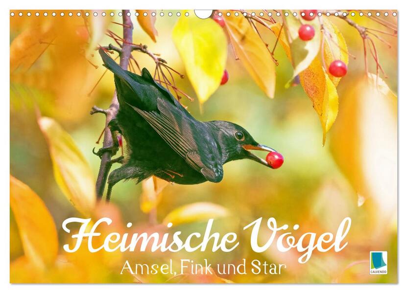 Amsel Fink und Star: Heimische Vögel (Wandkalender 2026 DIN A3 quer) CALVENDO Monatskalender