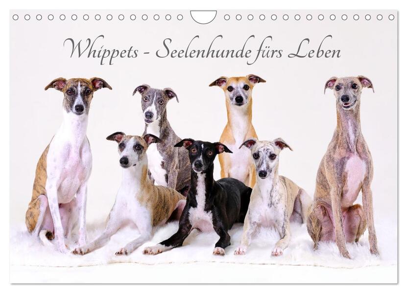 Whippets - Seelenhunde fürs Leben (Wandkalender 2026 DIN A4 quer) CALVENDO Monatskalender