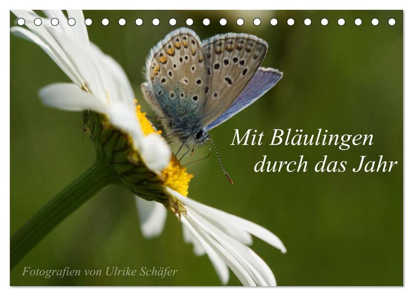 Mit Bläulingen durch das Jahr (Tischkalender 2026 DIN A5 quer) CALVENDO Monatskalender
