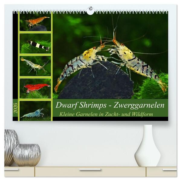 Dwarf Shrimps - Zwerggarnelen (hochwertiger Premium Wandkalender 2026 DIN A2 quer) Kunstdruck in Hochglanz