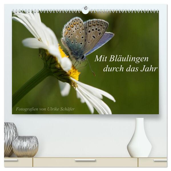 Mit Bläulingen durch das Jahr (hochwertiger Premium Wandkalender 2026 DIN A2 quer) Kunstdruck in Hochglanz
