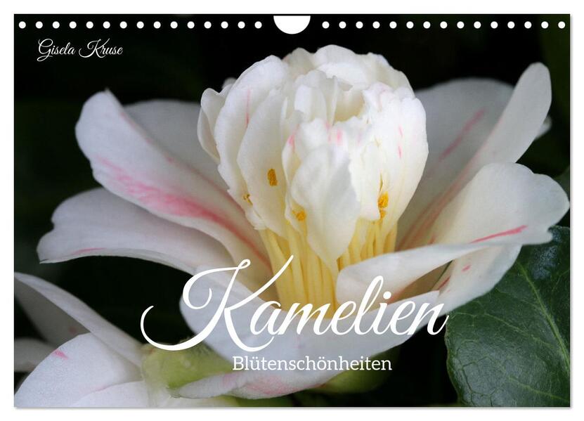 Kamelien - Blütenschönheiten (Wandkalender 2026 DIN A4 quer) CALVENDO Monatskalender