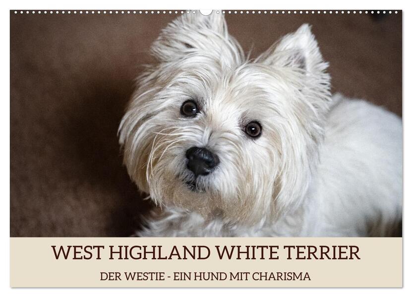 WEST HIGHLAND WHITE TERRIER - DER WESTIE - EIN HUND MIT CHARISMA (Wandkalender 2026 DIN A2 quer) CALVENDO Monatskalender