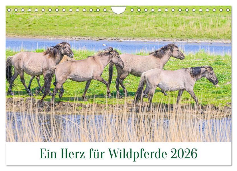 Ein Herz für Wildpferde (Wandkalender 2026 DIN A4 quer) CALVENDO Monatskalender