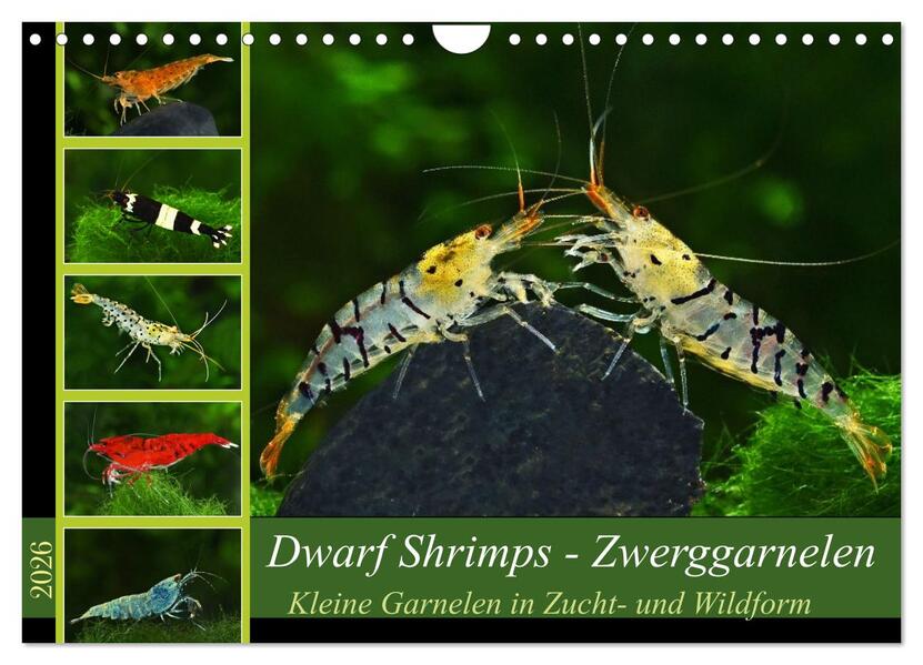 Dwarf Shrimps - Zwerggarnelen (Wandkalender 2026 DIN A4 quer) CALVENDO Monatskalender