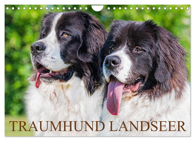 Traumhund Landseer (Wandkalender 2026 DIN A4 quer) CALVENDO Monatskalender