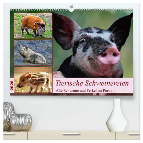 Tierische Schweinereien (hochwertiger Premium Wandkalender 2026 DIN A2 quer) Kunstdruck in Hochglanz