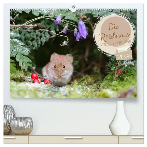 Die Rötelmaus - neugierig und verfressen (hochwertiger Premium Wandkalender 2026 DIN A2 quer) Kunstdruck in Hochglanz