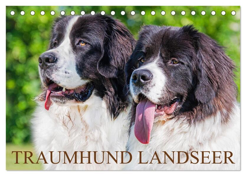 Traumhund Landseer (Tischkalender 2026 DIN A5 quer) CALVENDO Monatskalender