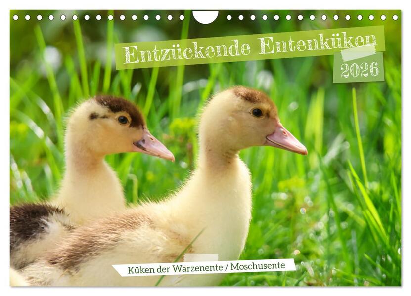 Entzückende Entenküken (Wandkalender 2026 DIN A4 quer) CALVENDO Monatskalender