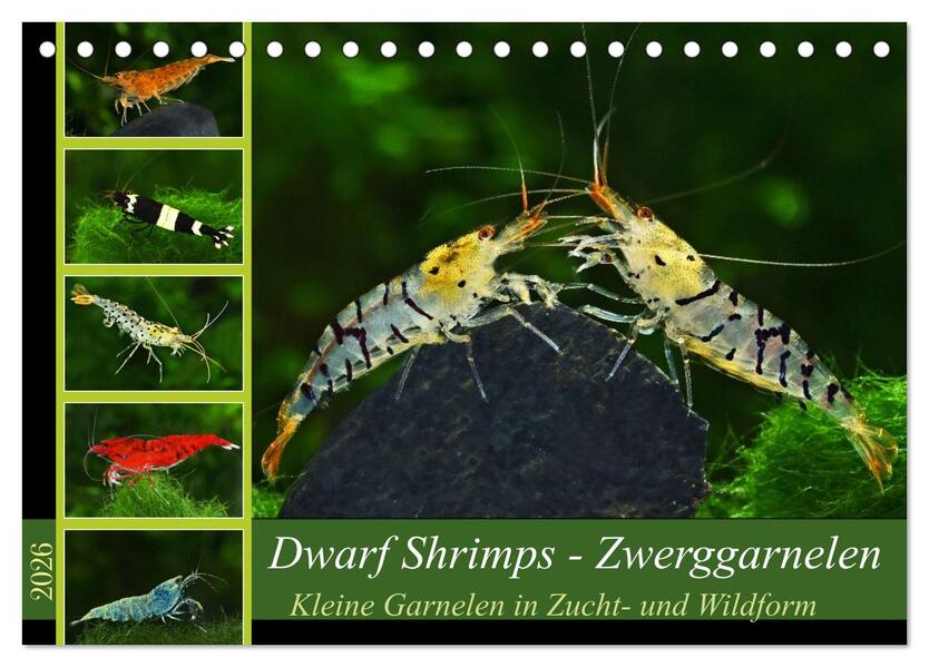 Dwarf Shrimps - Zwerggarnelen (Tischkalender 2026 DIN A5 quer) CALVENDO Monatskalender