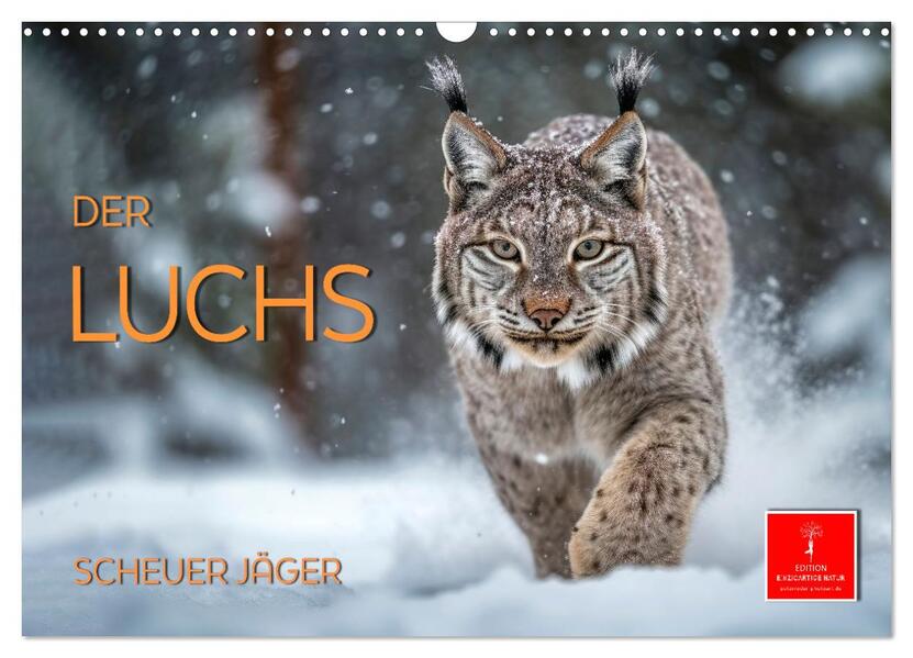 Der Luchs - scheuer Jäger (Wandkalender 2026 DIN A3 quer) CALVENDO Monatskalender