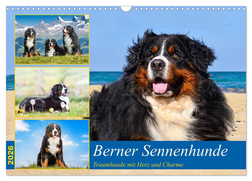 Berner Sennenhunde - Traumhunde mit Charme (Wandkalender 2026 DIN A3 quer) CALVENDO Monatskalender