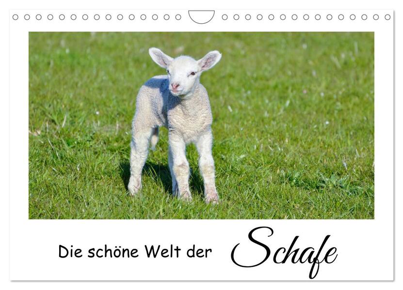Die schöne Welt der Schafe (Wandkalender 2026 DIN A4 quer) CALVENDO Monatskalender