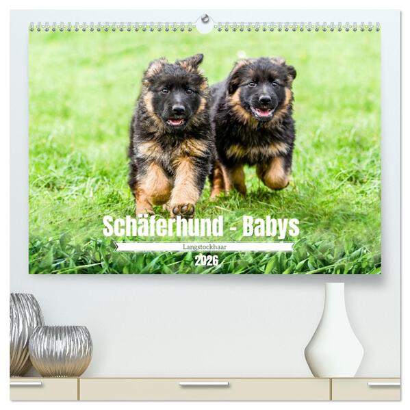 Langstockhaar - Schäferhund - Babys (hochwertiger Premium Wandkalender 2026 DIN A2 quer) Kunstdruck in Hochglanz