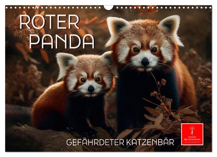 Roter Panda - gefährdeter Katzenbär (Wandkalender 2026 DIN A3 quer) CALVENDO Monatskalender
