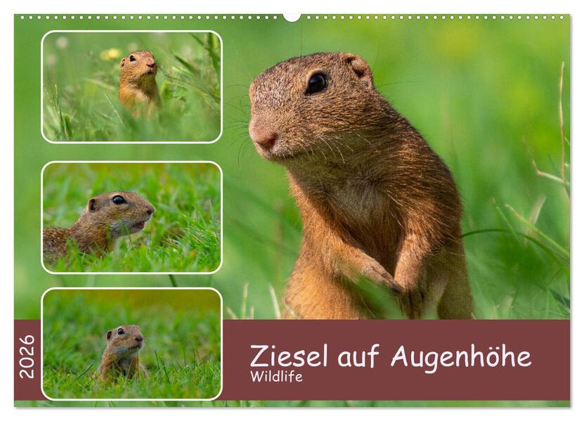 Ziesel auf Augenhöhe (Wandkalender 2026 DIN A2 quer) CALVENDO Monatskalender