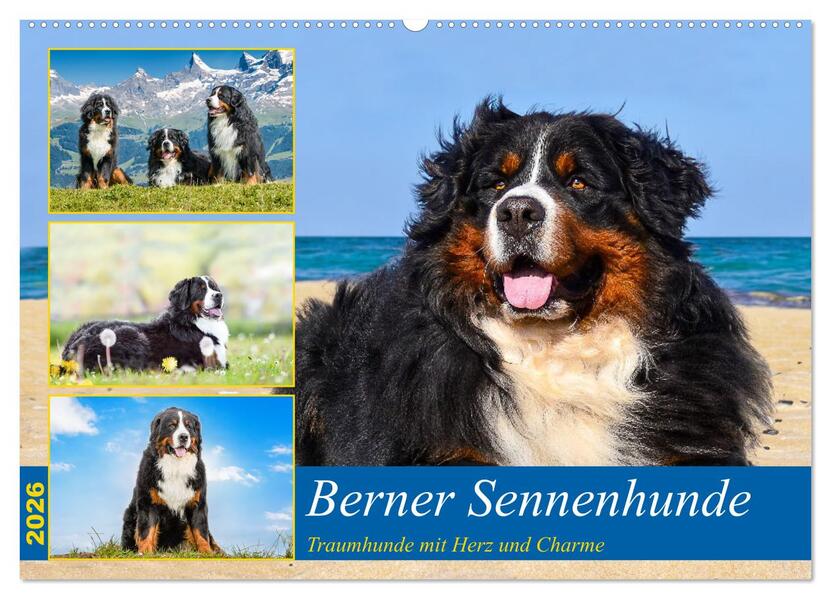 Berner Sennenhunde - Traumhunde mit Charme (Wandkalender 2026 DIN A2 quer) CALVENDO Monatskalender