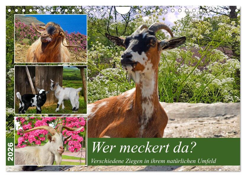 Wer meckert da? (Wandkalender 2026 DIN A4 quer) CALVENDO Monatskalender