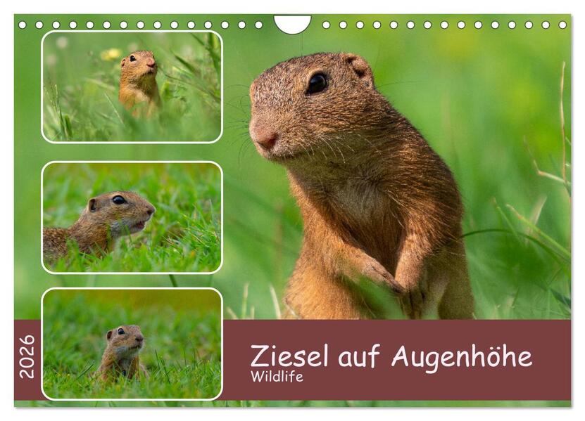 Ziesel auf Augenhöhe (Wandkalender 2026 DIN A4 quer) CALVENDO Monatskalender