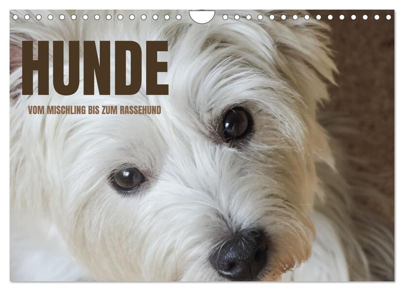 Hunde - vom Mischling bis zum Rassehund (Wandkalender 2026 DIN A4 quer) CALVENDO Monatskalender