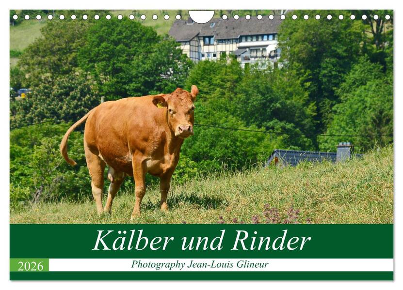 Kälber und Rinder (Wandkalender 2026 DIN A4 quer) CALVENDO Monatskalender