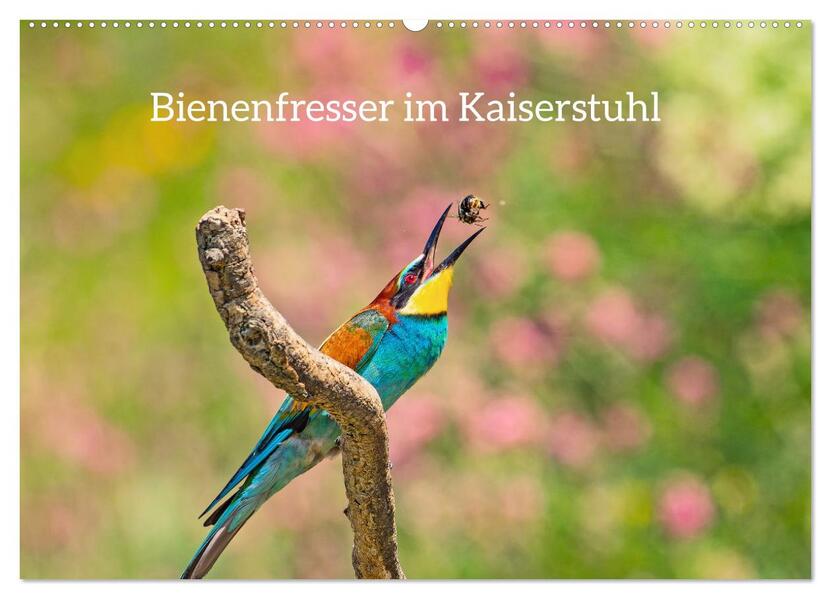 Bienenfresser im Kaiserstuhl (Wandkalender 2026 DIN A2 quer) CALVENDO Monatskalender