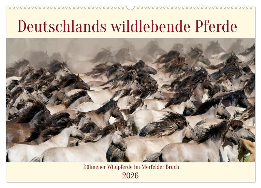 Deutschlands wildlebende Pferde (Wandkalender 2026 DIN A2 quer) CALVENDO Monatskalender