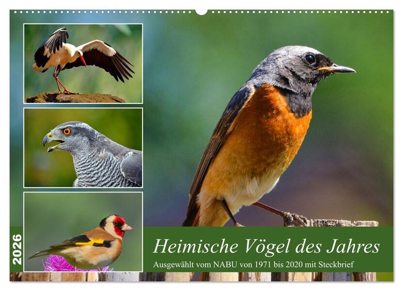 Heimische Vögel des Jahres (Wandkalender 2026 DIN A2 quer) CALVENDO Monatskalender
