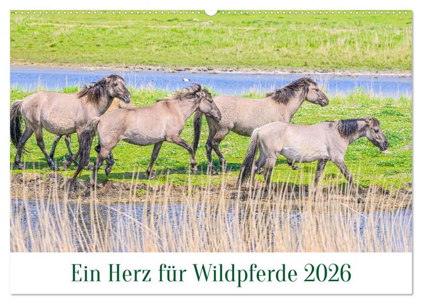 Ein Herz für Wildpferde (Wandkalender 2026 DIN A2 quer) CALVENDO Monatskalender