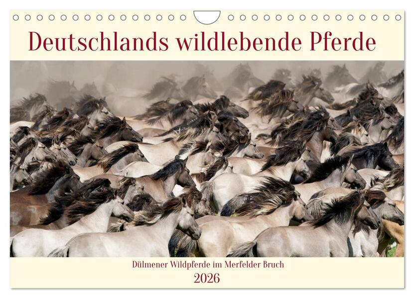 Deutschlands wildlebende Pferde (Wandkalender 2026 DIN A4 quer) CALVENDO Monatskalender