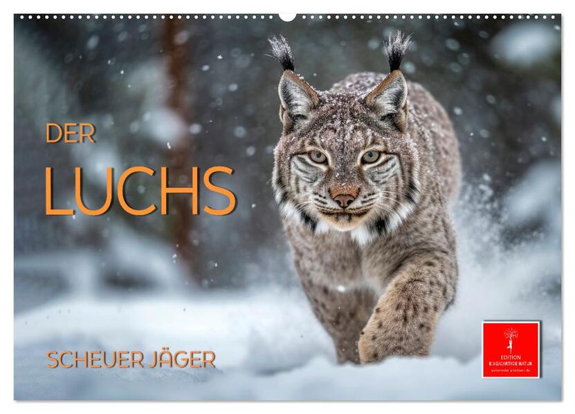 Der Luchs - scheuer Jäger (Wandkalender 2026 DIN A2 quer) CALVENDO Monatskalender