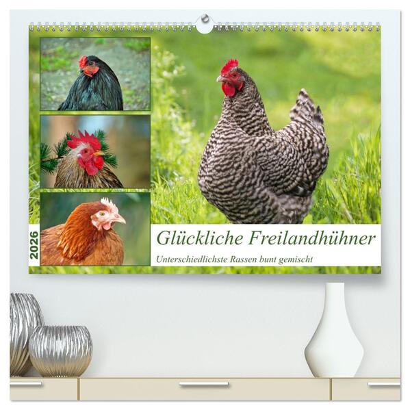 Glückliche Freilandhühner (hochwertiger Premium Wandkalender 2026 DIN A2 quer) Kunstdruck in Hochglanz