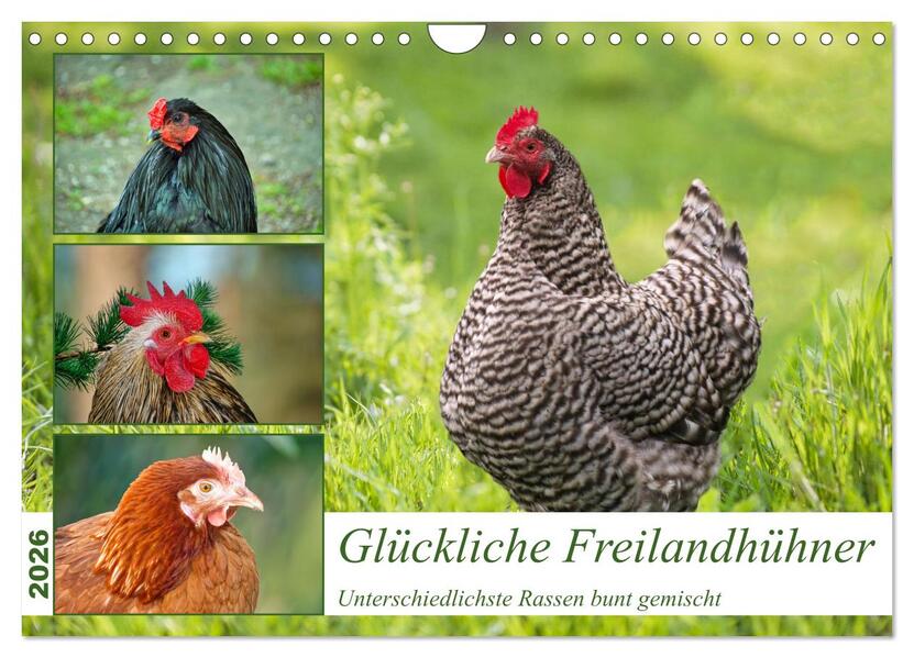 Glückliche Freilandhühner (Wandkalender 2026 DIN A4 quer) CALVENDO Monatskalender