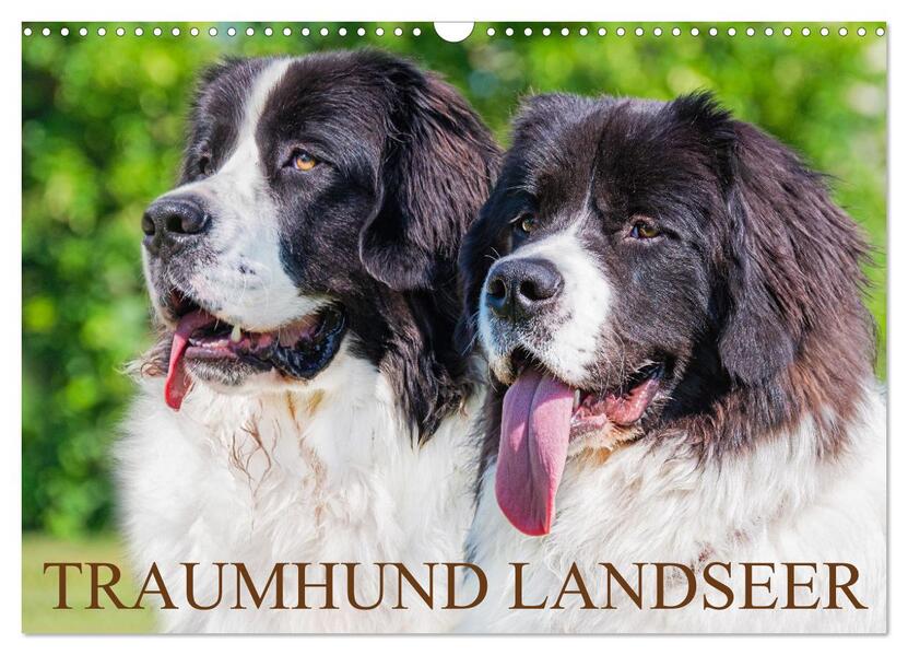 Traumhund Landseer (Wandkalender 2026 DIN A3 quer) CALVENDO Monatskalender