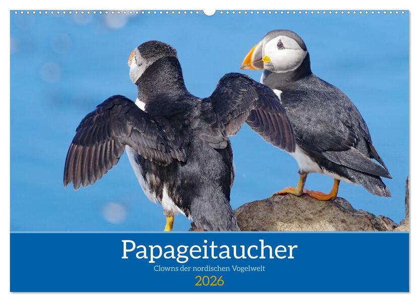 Papageitaucher - Clowns der nordischen Vogelwelt (Wandkalender 2026 DIN A2 quer) CALVENDO Monatskalender