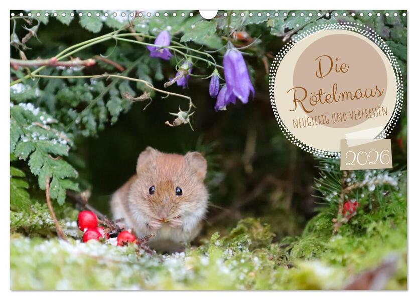 Die Rötelmaus - neugierig und verfressen (Wandkalender 2026 DIN A3 quer) CALVENDO Monatskalender