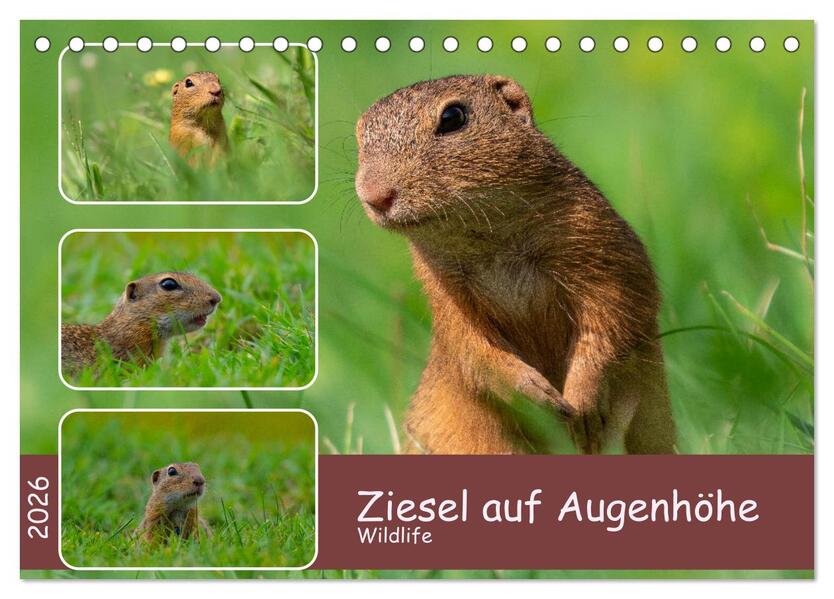 Ziesel auf Augenhöhe (Tischkalender 2026 DIN A5 quer) CALVENDO Monatskalender