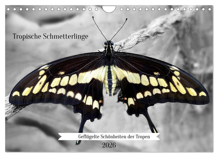 Geflügelte Schönheiten der Tropen (Wandkalender 2026 DIN A4 quer) CALVENDO Monatskalender