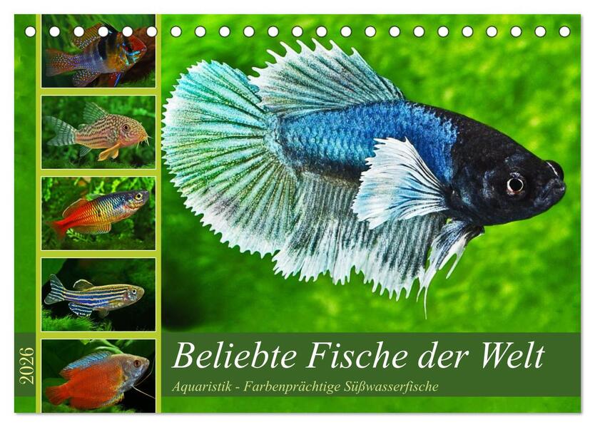 Beliebte Fische der Welt (Tischkalender 2026 DIN A5 quer) CALVENDO Monatskalender