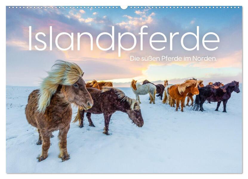 Islandpferde - Die süßen Pferde im Norden. (Wandkalender 2026 DIN A2 quer) CALVENDO Monatskalender