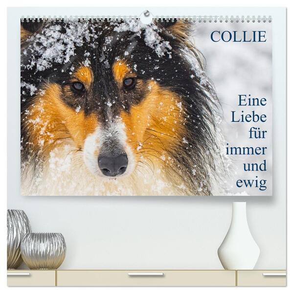 Collies - Eine Liebe für immer und ewig (hochwertiger Premium Wandkalender 2026 DIN A2 quer) Kunstdruck in Hochglanz