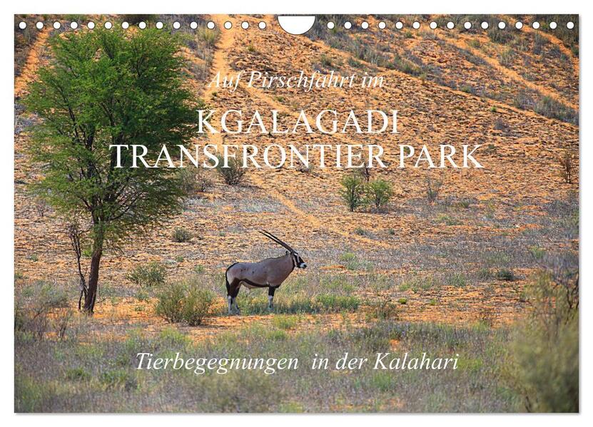 Auf Pirschfahrt im Kgalagadi Transfrontier Park (Wandkalender 2026 DIN A4 quer) CALVENDO Monatskalender